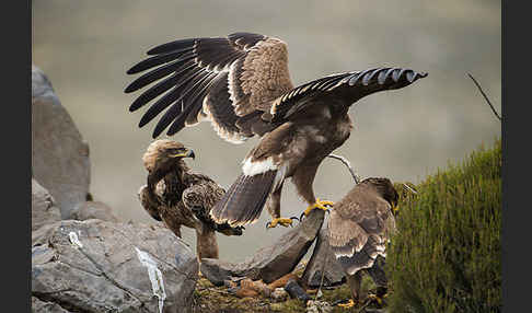 Savannenadler (Aquila rapax)