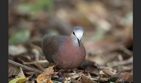 Zimttaube (Aplopelia larvata)