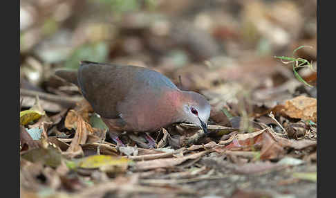 Zimttaube (Aplopelia larvata)