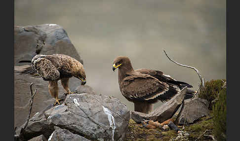 Savannenadler (Aquila rapax)