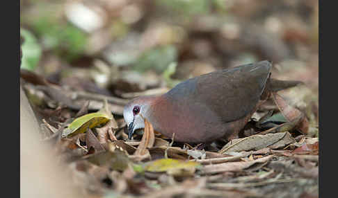 Zimttaube (Aplopelia larvata)