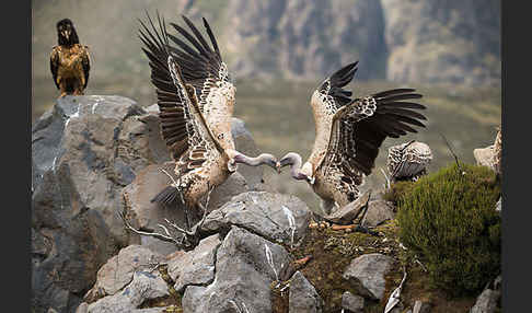 Bartgeier sspec. (Gypaetus barbatus meridionalis)