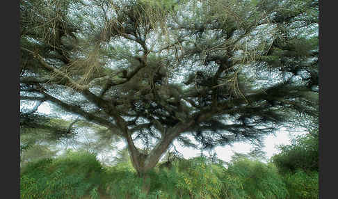 Schirmakazie (Acacia tortilis ssp. raddiana)