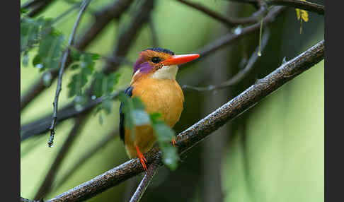 Natalzwergfischer (Ispidina picta)