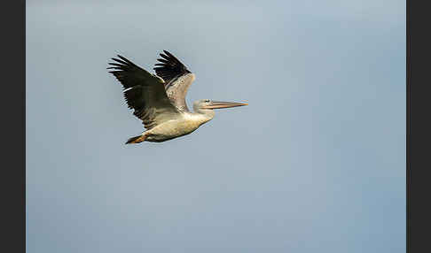 Rötelpelikan (Pelecanus rufescens)