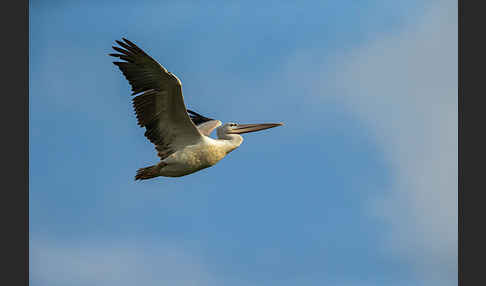 Rötelpelikan (Pelecanus rufescens)