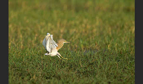 Rallenreiher (Ardeola ralloides)