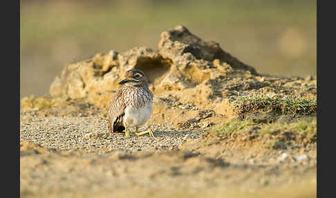 Senegaltriel (Burhinus senegalensis)