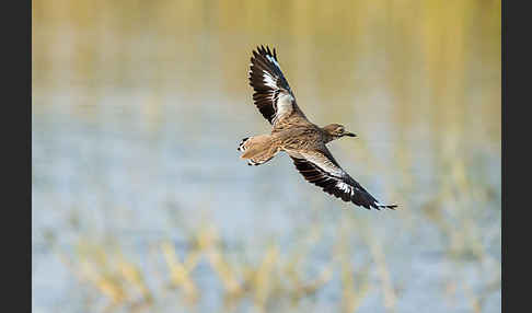 Senegaltriel (Burhinus senegalensis)