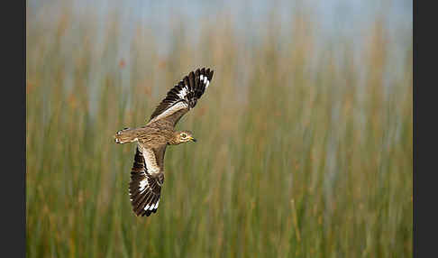 Senegaltriel (Burhinus senegalensis)