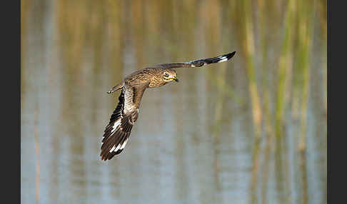 Senegaltriel (Burhinus senegalensis)