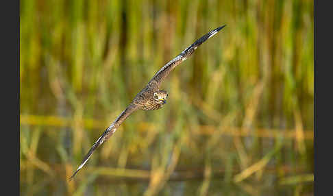 Senegaltriel (Burhinus senegalensis)