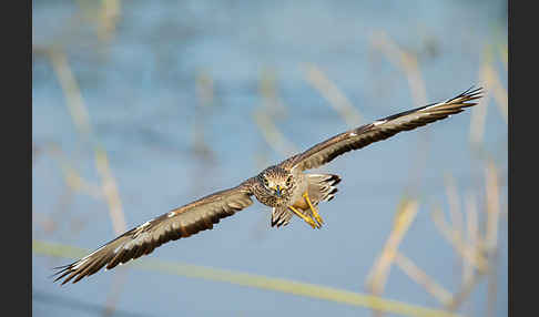 Senegaltriel (Burhinus senegalensis)