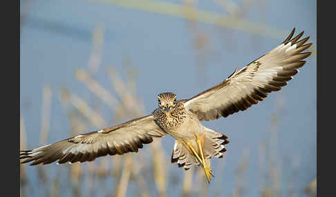 Senegaltriel (Burhinus senegalensis)