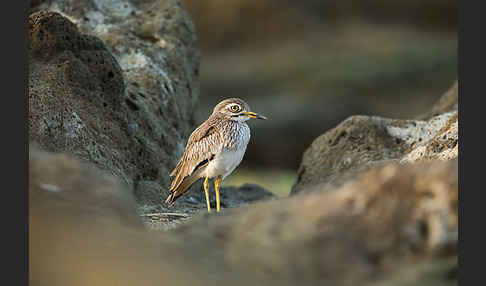 Senegaltriel (Burhinus senegalensis)