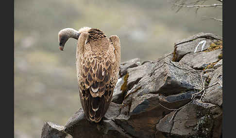 Sperbergeier sspec. (Gyps rüppellii erlangeri)