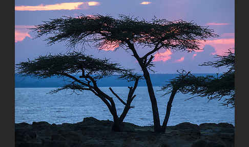 Schirmakazie (Acacia tortilis ssp. raddiana)