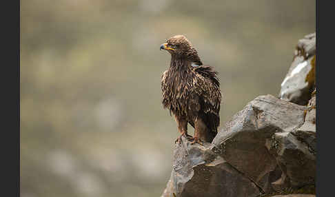 Savannenadler (Aquila rapax)