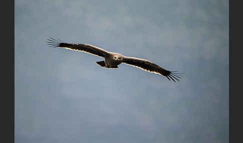 Steppenadler (Aquila nipalensis)