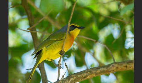 Orangebrustwürger (Chlorophoneus sulfureopectus)