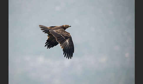 Savannenadler (Aquila rapax)