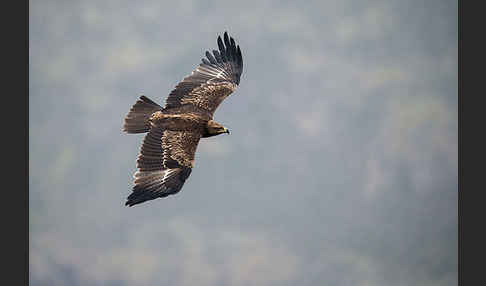 Savannenadler (Aquila rapax)