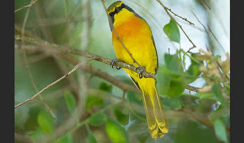 Orangebrustwürger (Chlorophoneus sulfureopectus)