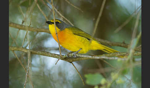 Orangebrustwürger (Chlorophoneus sulfureopectus)