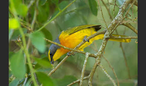 Orangebrustwürger (Chlorophoneus sulfureopectus)