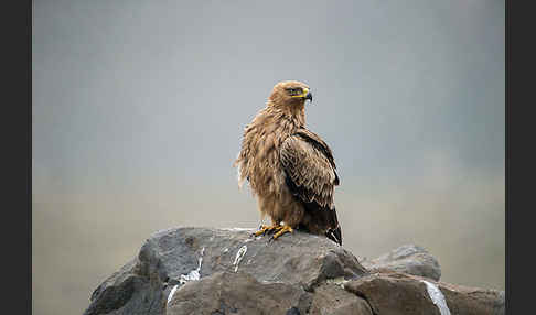 Savannenadler (Aquila rapax)