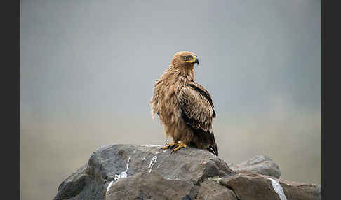 Savannenadler (Aquila rapax)