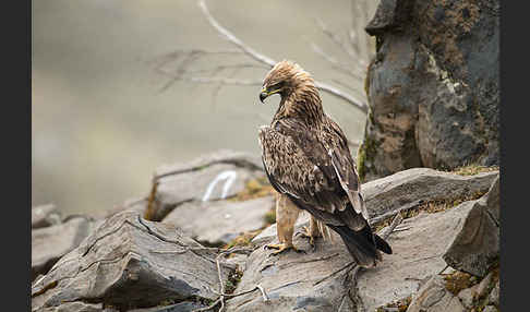 Savannenadler (Aquila rapax)