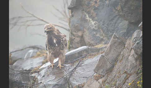 Savannenadler (Aquila rapax)