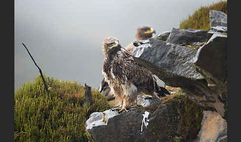 Savannenadler (Aquila rapax)