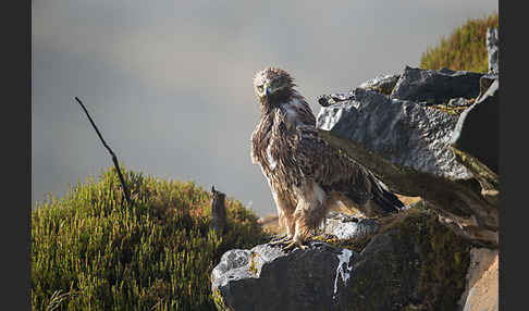Savannenadler (Aquila rapax)