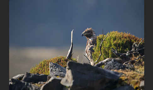 Savannenadler (Aquila rapax)