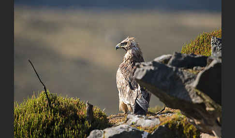 Savannenadler (Aquila rapax)