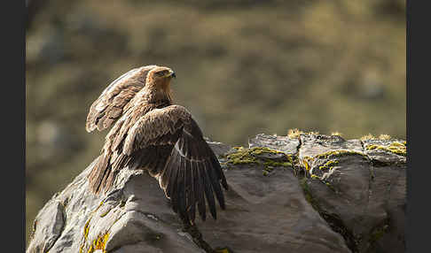 Savannenadler (Aquila rapax)