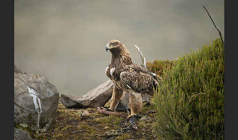 Savannenadler (Aquila rapax)