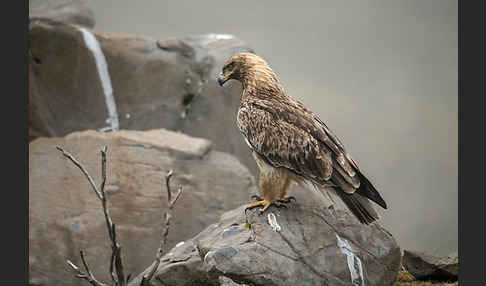 Savannenadler (Aquila rapax)