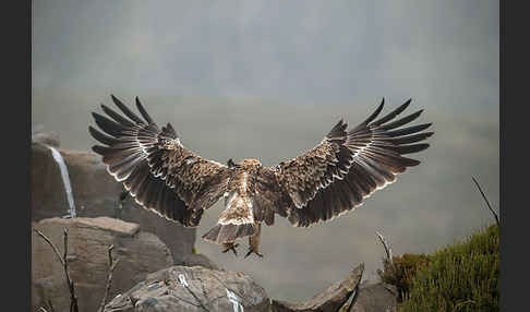 Savannenadler (Aquila rapax)