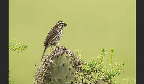 Strichelgirlitz (Serinus striolatus)