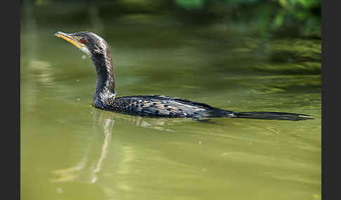 Riedscharbe (Phalacrocorax africanus)