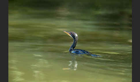 Riedscharbe (Phalacrocorax africanus)