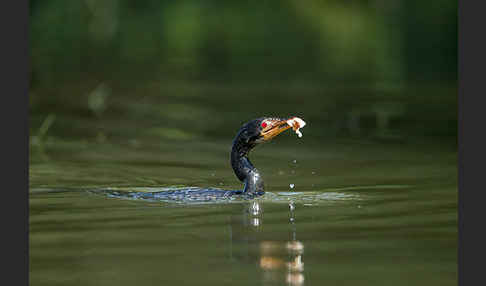 Riedscharbe (Phalacrocorax africanus)