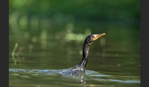 Riedscharbe (Phalacrocorax africanus)