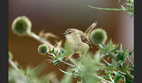 Rahmbrustprinie (Prinia subflava)