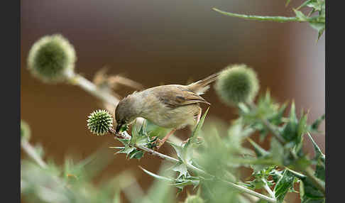 Rahmbrustprinie (Prinia subflava)