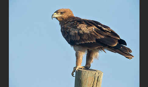 Savannenadler (Aquila rapax)