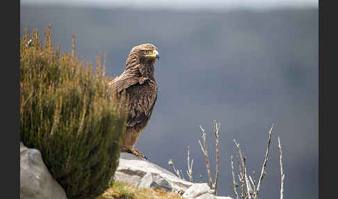 Savannenadler (Aquila rapax)